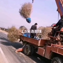 1.5米连翘球供应