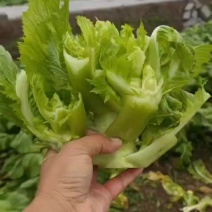 儿菜