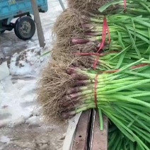 红根蒜苗
