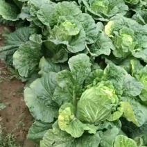 耕田5号黄心白菜