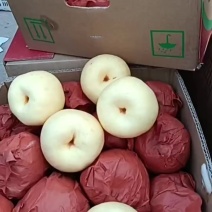 精品酥梨