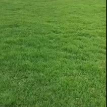 新鲜草皮，绿意盎然，打造美丽庭院，快来选购！