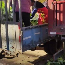 黄心大白菜大量上市了需要的联大量共应