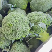 【推荐】新鲜西兰花大量供应湖北西兰花产地直发欢迎联系
