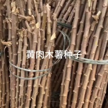 黄肉木薯鸡蛋木薯种子货源充足