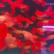 金鱼，宠物鱼