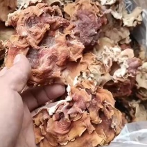 榆耳基地榆耳足干优质榆耳产地一手货源批发零售榆耳价格不贵