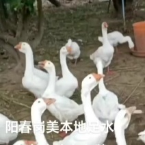 新鲜活鹅，产地直供，健康无添加，快来选购！