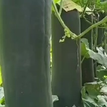 黑皮冬瓜需要的老板可以联系***********