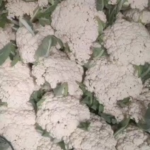 花菜，通货只要不烂