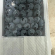 高原蓝莓来了