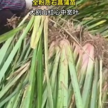 石菖蒲种苗