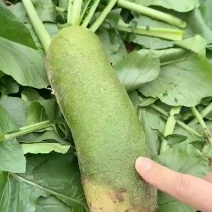 金星沙窝萝卜一件代发