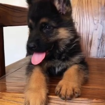纯种德国牧羊犬