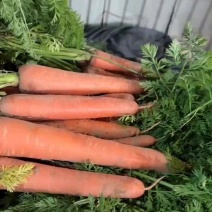 精品土货水洗土货胡萝卜，供应各大档口电商，