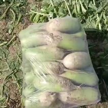 青皮精品萝卜