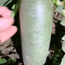沙窝萝卜批发零售快递送货上门