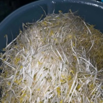 高品质绿豆芽
