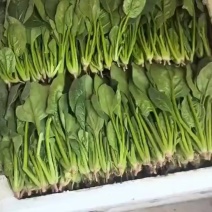 泡沫箱波菜大量上市需要的联系