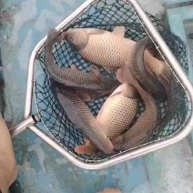 精品回钓鲤鱼原塘质量