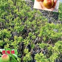 三华李/鹰嘴桃/正品嫁接苗/基地直销