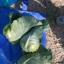 牛心菜