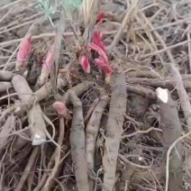 赤芍大货专营原产地直销德艺山产品专业合作社沈涛