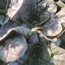 趴地波菜