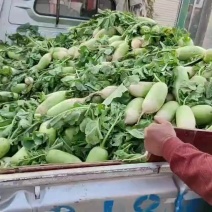 专业代收代发青萝卜大小均匀先挖先发质量很好