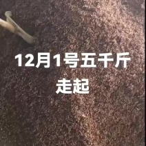 大红袍