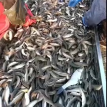 东北柳根鱼雅罗等多种冷水鱼冬钓优选