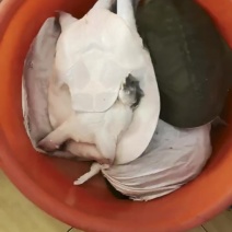 生态老甲鱼品质上乘欢迎来电洽谈合作也可以视频看货详谈