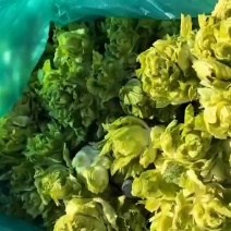 儿菜