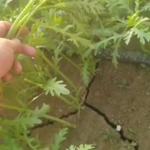 茼蒿