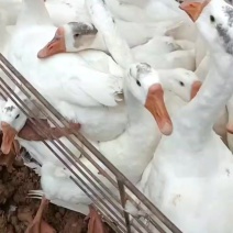大鹅