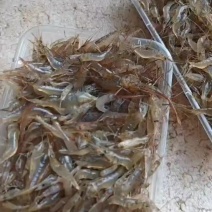 河虾，冻板，冰鲜，大量有货批发，找我找我
