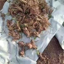 白术芽