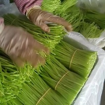 鲜嫩云南净芦蒿
