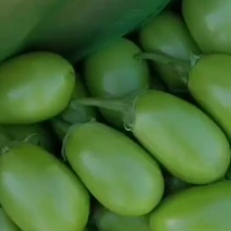暖棚新苗青茄
