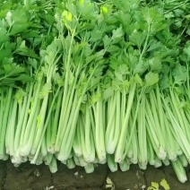 芹菜精品大棚西芹净菜毛菜按需包装品质保证