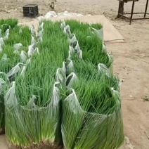 精品小香葱按需包装品质保证对接电商商超欢迎你的到来。