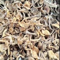 去根滑子菇，口感佳质量有保障长期供货对接商场市场电联
