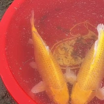 观赏锦鲤
