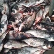 草鱼批发