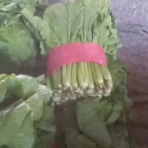 山东菠菜