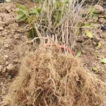 水杨桃实生苗