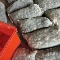 巴西龟，草龟，珍珠龟