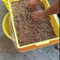 河虾，每天大量有货，批发零售，非常漂亮