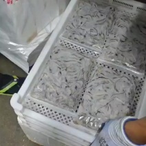 小海虾，今天刚刚打包冻硬老板马上拿货，非常新鲜