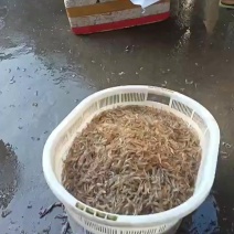 河虾淡季，我这里还有非常漂亮的河虾，要的找我